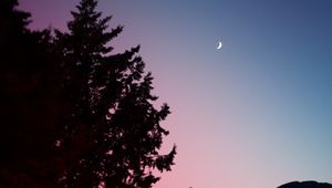 Preview wallpaper trees, sky, fir