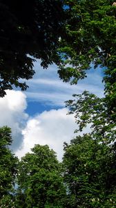 Preview wallpaper trees, sky, green
