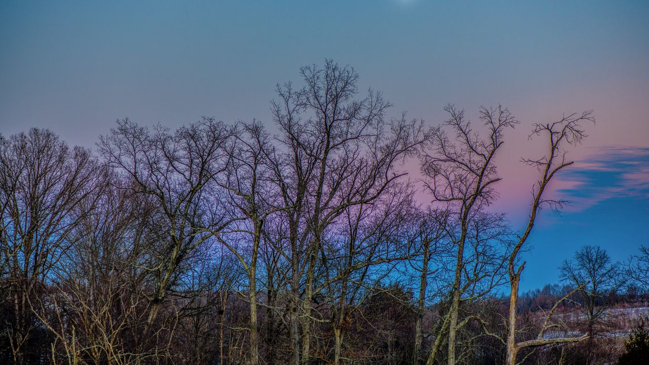 Wallpaper trees, sky, moon, branches