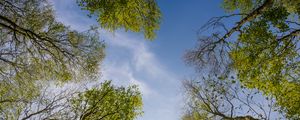 Preview wallpaper trees, sky, nature, bottom view