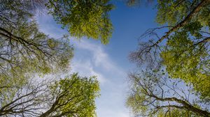 Preview wallpaper trees, sky, nature, bottom view