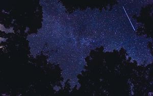 Preview wallpaper trees, sky, night, stars