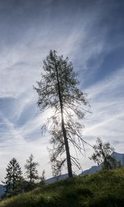 Preview wallpaper trees, sky, slope, grass, landscape, nature