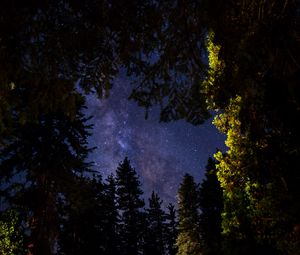 Preview wallpaper trees, sky, stars, night, dark