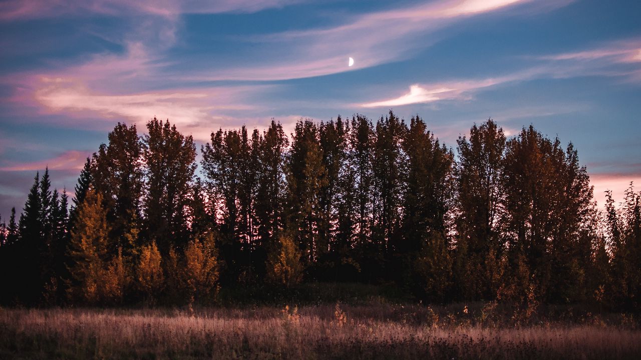Wallpaper trees, sky, sunset, grass