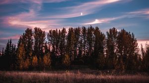 Preview wallpaper trees, sky, sunset, grass