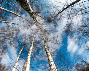 Preview wallpaper trees, sky, tops