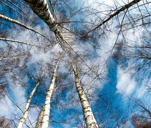 Preview wallpaper trees, sky, tops