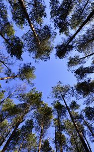 Preview wallpaper trees, sky, view from below