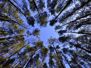 Preview wallpaper trees, sky, view from below