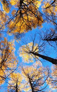 Preview wallpaper trees, sky, view from below