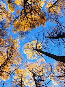 Preview wallpaper trees, sky, view from below