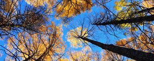 Preview wallpaper trees, sky, view from below