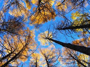 Preview wallpaper trees, sky, view from below