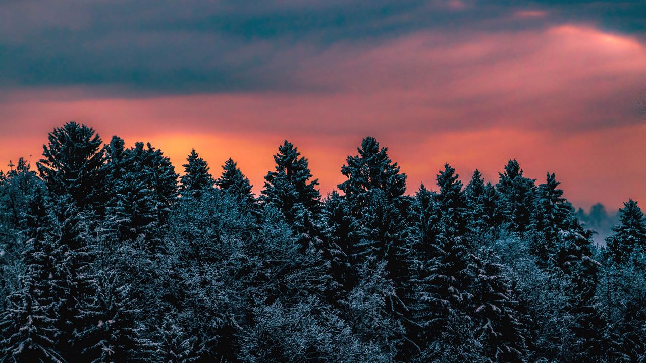 Wallpaper trees, sky, winter, snow, slovenia