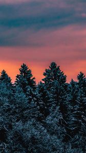 Preview wallpaper trees, sky, winter, snow, slovenia