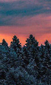 Preview wallpaper trees, sky, winter, snow, slovenia