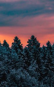 Preview wallpaper trees, sky, winter, snow, slovenia