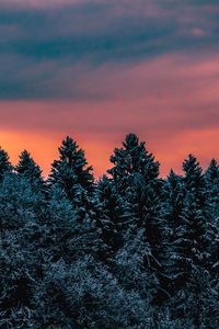 Preview wallpaper trees, sky, winter, snow, slovenia