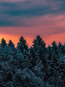 Preview wallpaper trees, sky, winter, snow, slovenia