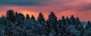 Preview wallpaper trees, sky, winter, snow, slovenia