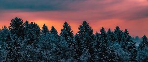 Preview wallpaper trees, sky, winter, snow, slovenia