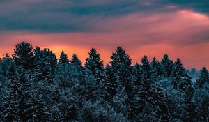 Preview wallpaper trees, sky, winter, snow, slovenia