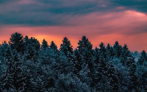 Preview wallpaper trees, sky, winter, snow, slovenia