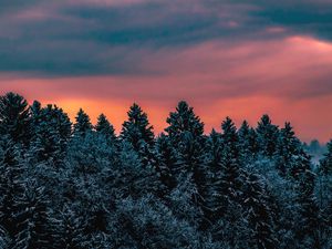 Preview wallpaper trees, sky, winter, snow, slovenia