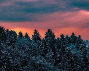 Preview wallpaper trees, sky, winter, snow, slovenia