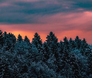 Preview wallpaper trees, sky, winter, snow, slovenia