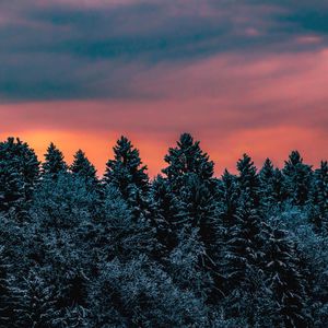 Preview wallpaper trees, sky, winter, snow, slovenia