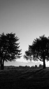 Preview wallpaper trees, slope, black-and-white