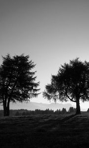 Preview wallpaper trees, slope, black-and-white