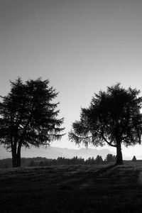 Preview wallpaper trees, slope, black-and-white