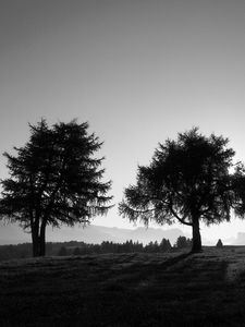 Preview wallpaper trees, slope, black-and-white