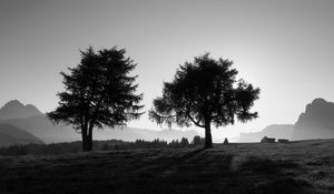 Preview wallpaper trees, slope, black-and-white