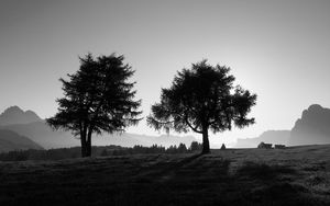 Preview wallpaper trees, slope, black-and-white