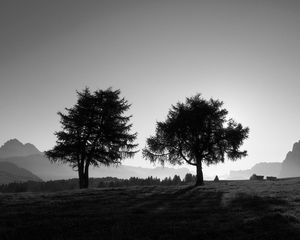 Preview wallpaper trees, slope, black-and-white