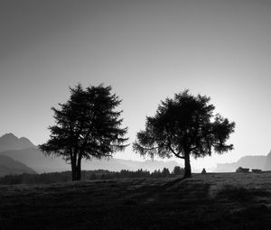 Preview wallpaper trees, slope, black-and-white