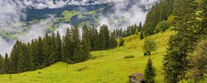 Preview wallpaper trees, slope, fog, house, nature