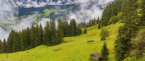 Preview wallpaper trees, slope, fog, house, nature