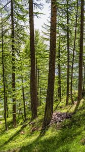 Preview wallpaper trees, slope, forest, grass, sunlight