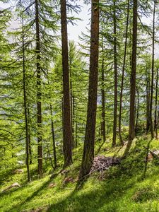 Preview wallpaper trees, slope, forest, grass, sunlight