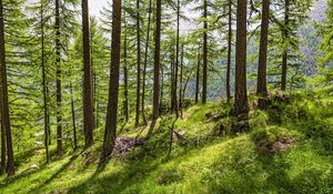Preview wallpaper trees, slope, forest, grass, sunlight