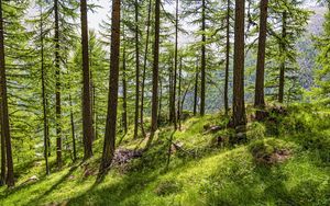 Preview wallpaper trees, slope, forest, grass, sunlight