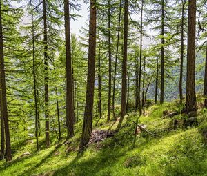 Preview wallpaper trees, slope, forest, grass, sunlight