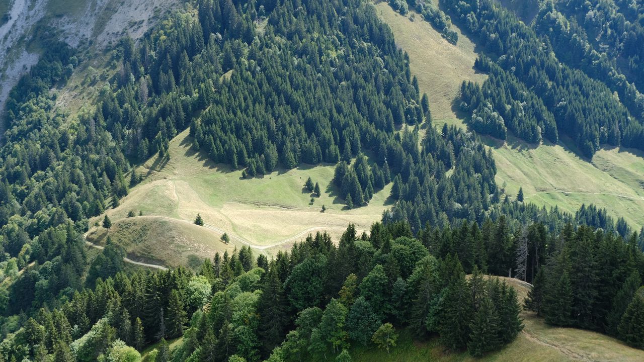 Wallpaper trees, slope, grass, nature