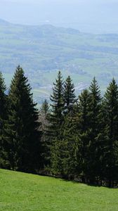 Preview wallpaper trees, slope, grass, landscape