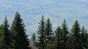 Preview wallpaper trees, slope, grass, landscape